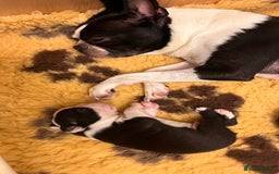 Boston Terrier dogs for sale: Beautiful Boston Boys Ready for Forever Homes - Image 12