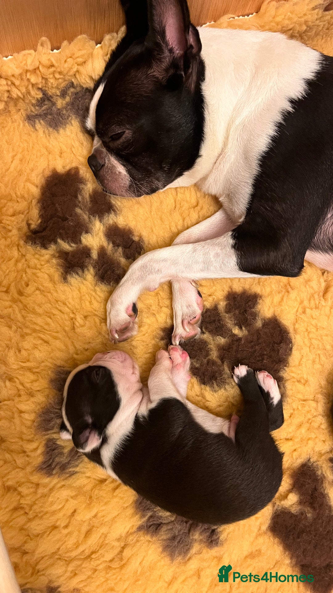 Boston Terrier dogs for sale: Beautiful Boston Boys Ready for Forever Homes - Image 12