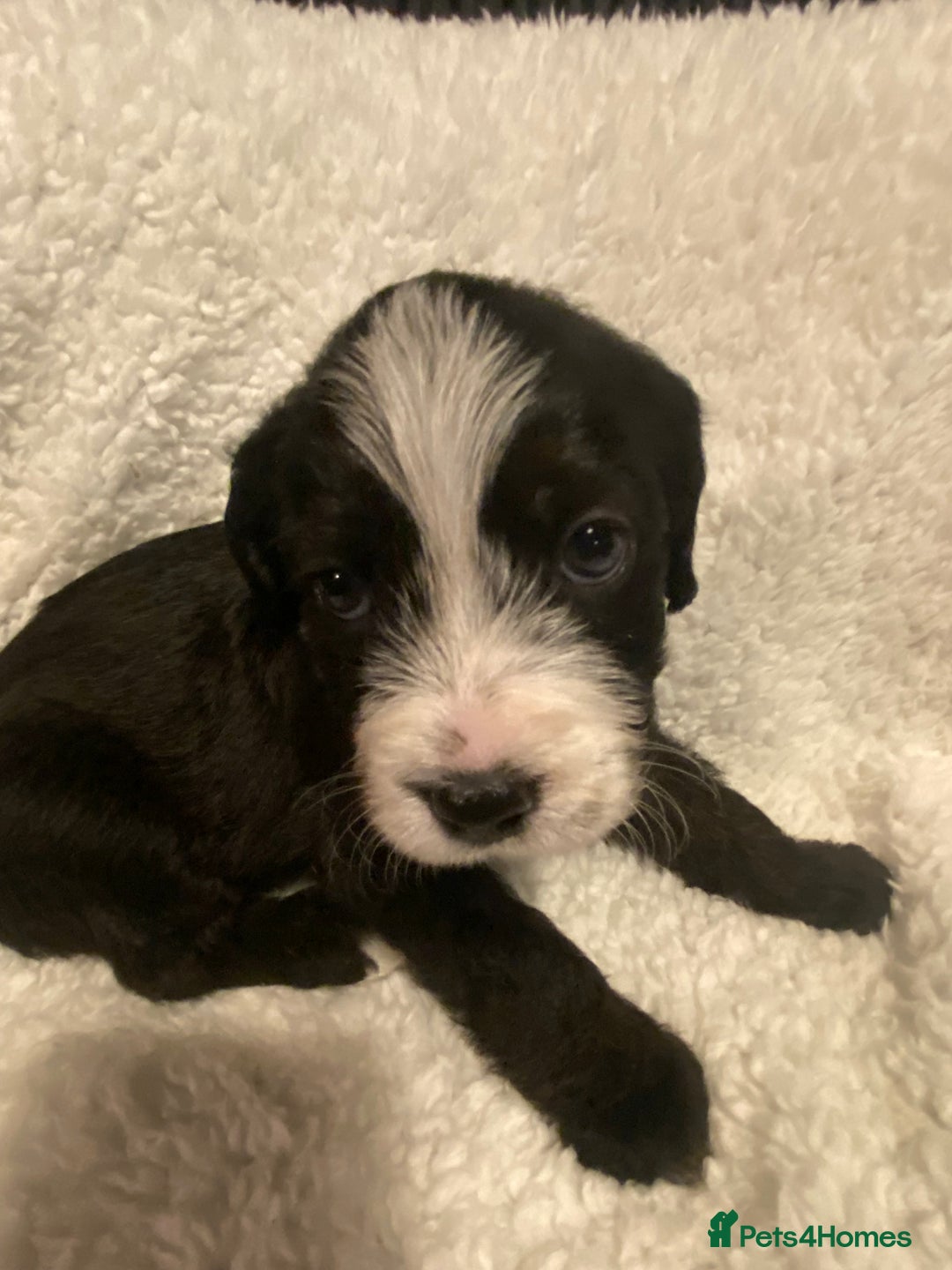 Mixed Breed dogs for sale: Staffypoos for sale - Image 26