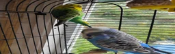 Budgerigars birds for sale: Pair of Bonded Adult Budgies  in Grantham - Advert 4