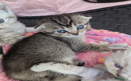 Scottish Fold cats for sale: 🐾 Beautiful Scottish Fold Kittens 🐾 - Image 7