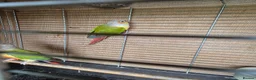 Conures birds for sale: For sale  - Advert 7