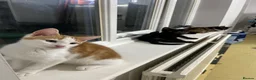 Mixed Breed cats for sale: Beautiful Kittens for Sale - Advert 1