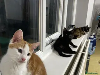 Mixed Breed cats Beautiful Kittens for Sale - Advert 11