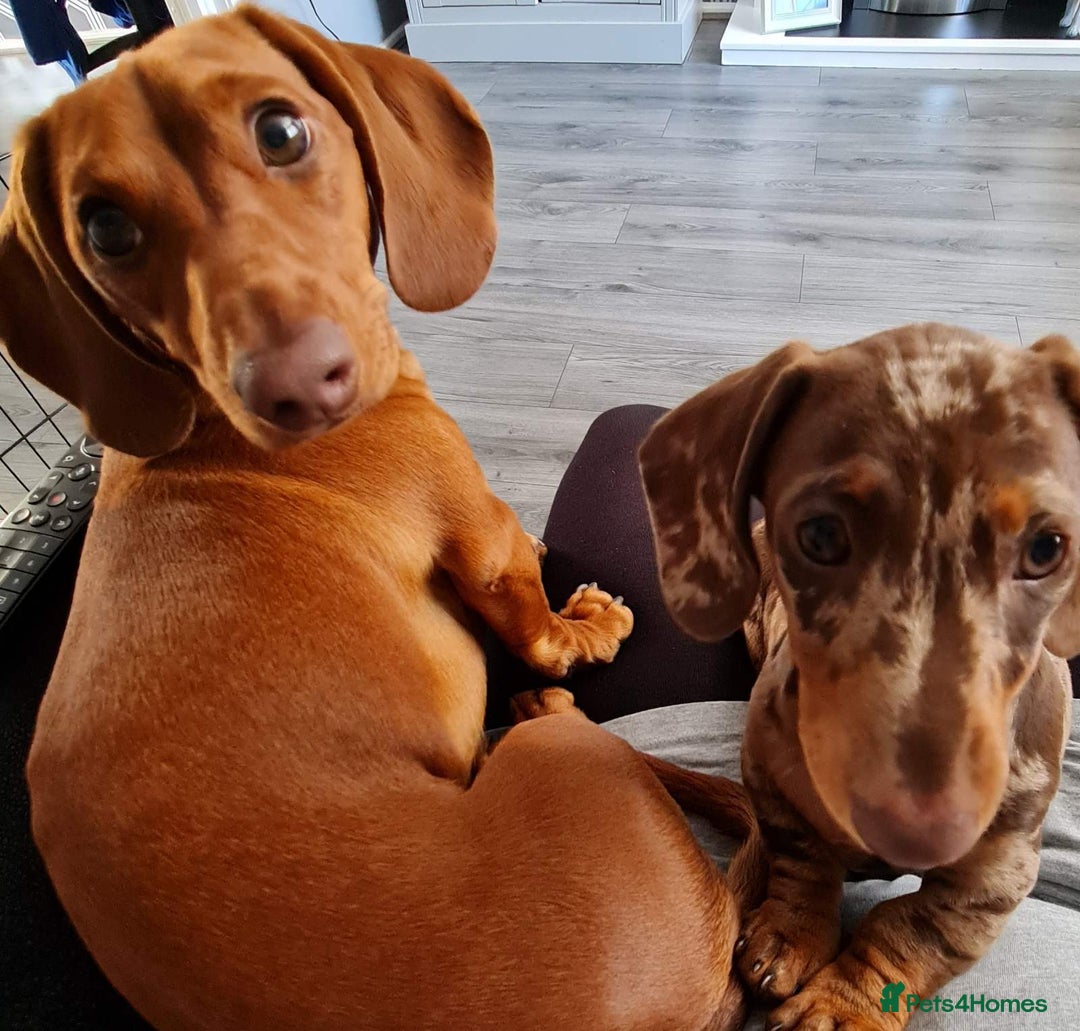 Miniature Dachshund dogs for stud: Richie proven and ready to stud. in Liverpool - Advert 11