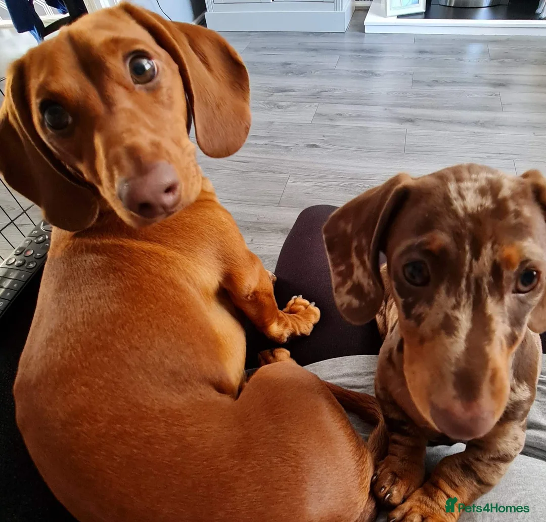 Miniature Dachshund dogs for stud: Richie proven and ready to stud. in Liverpool - Advert 11