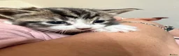Mixed Breed cats for sale: Male Tabby Kitten in West Drayton - Advert 2