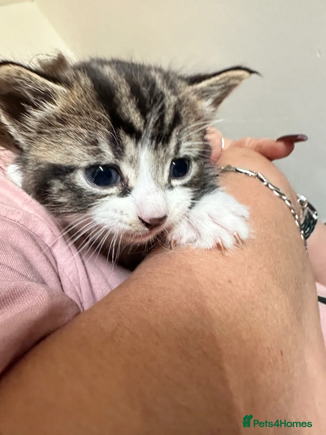 Mixed Breed cats for sale: Male Tabby Kitten in West Drayton - Advert 2
