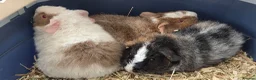 Guinea Pig rodents for sale: Roan Teddy Boars - Advert 2