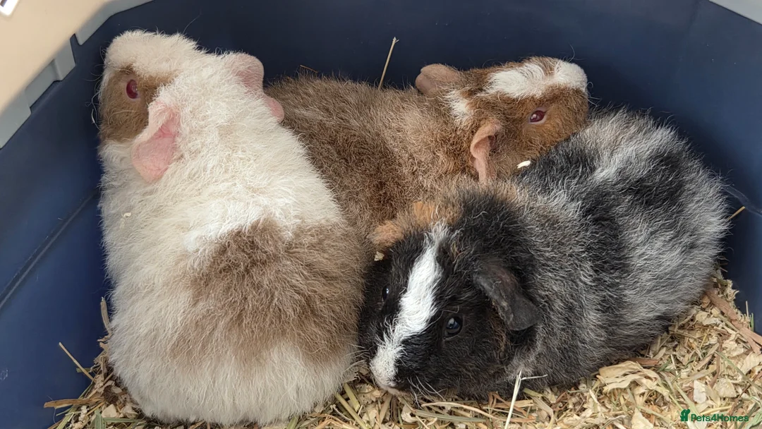 Guinea Pig rodents for sale: Roan Teddy Boars - Advert 2