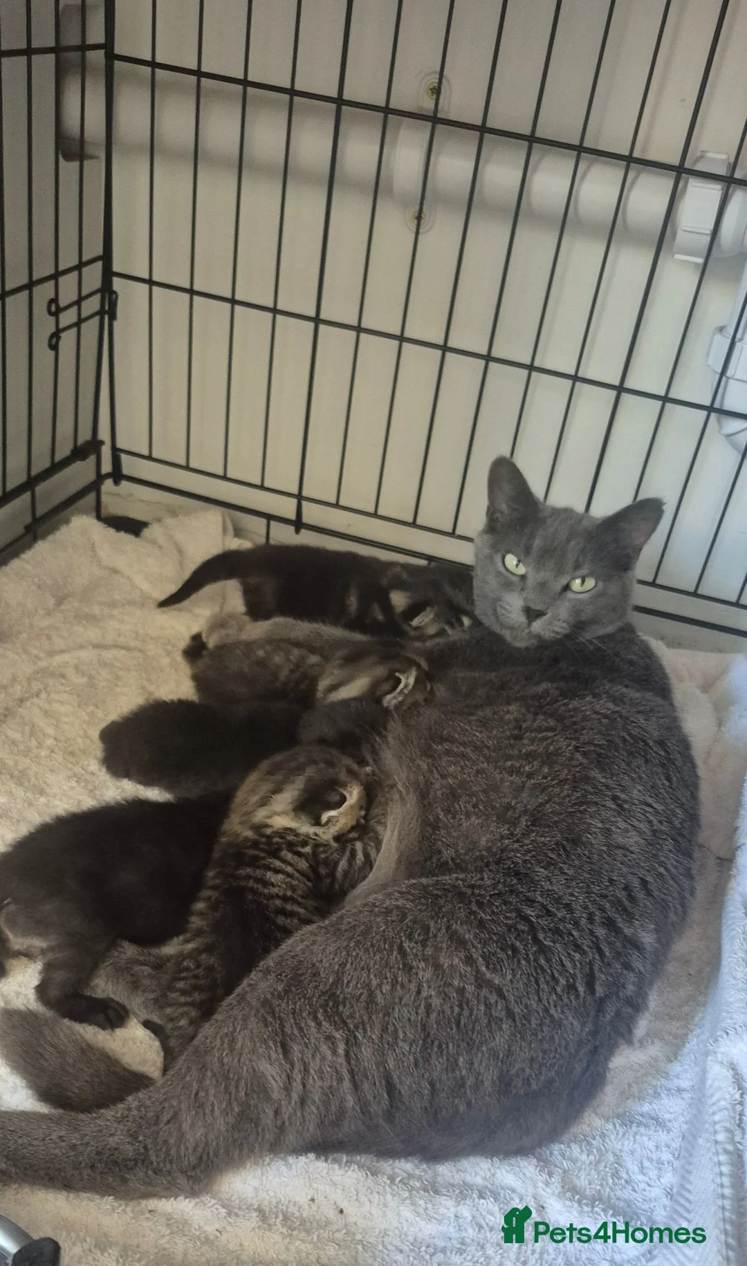 Russian Blue cats for sale: Blue Russian Kittens  in Downham Market - Advert 1