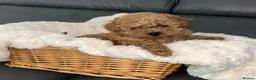 Maltipoo dogs for sale: Tiny Toy Maltipoo puppies - Advert 4