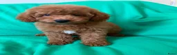 Toy Poodle dogs for sale: Exceptional Toy Poodle Girls in Bristol - Advert 5