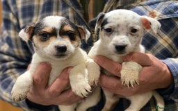 Jack Russell dogs for sale: Jack Russell Boys - Advert 1