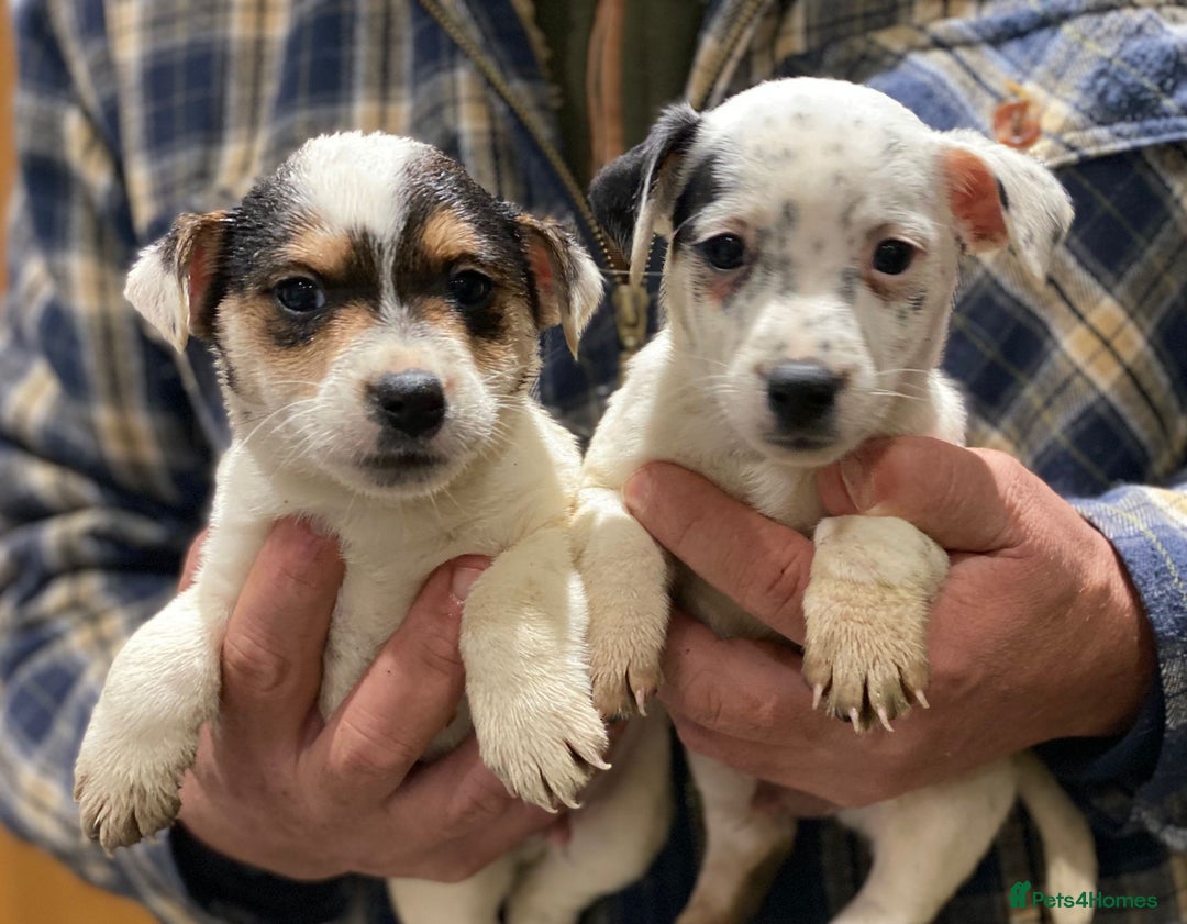 Jack Russell dogs for sale: Jack Russell Boys - Advert 1