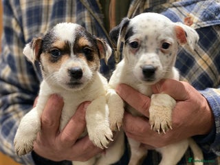 Jack Russell dogs Jack Russell Boys - Advert 1