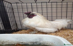 Chickens poultry for sale: 3 silkie cockerels - Image 3