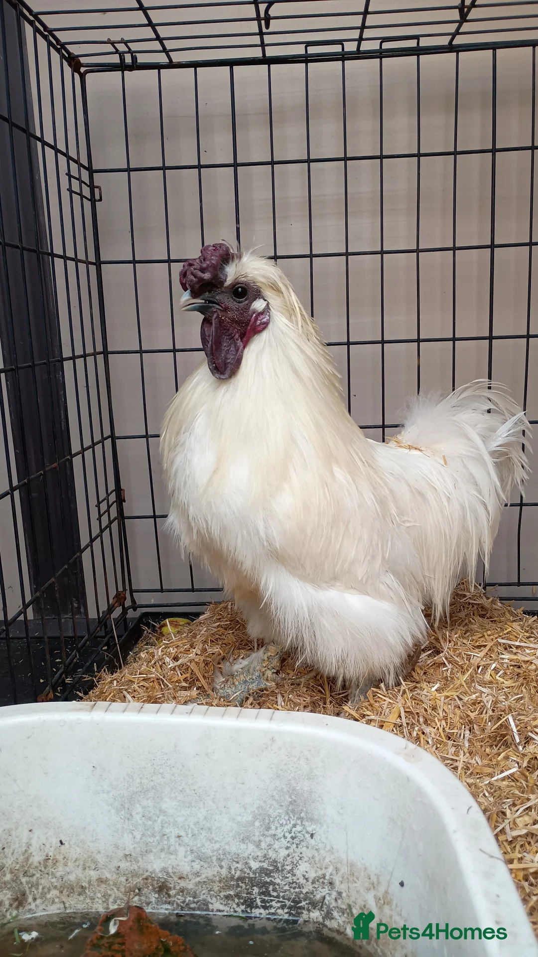 Chickens poultry for sale: 3 silkie cockerels - Advert 3