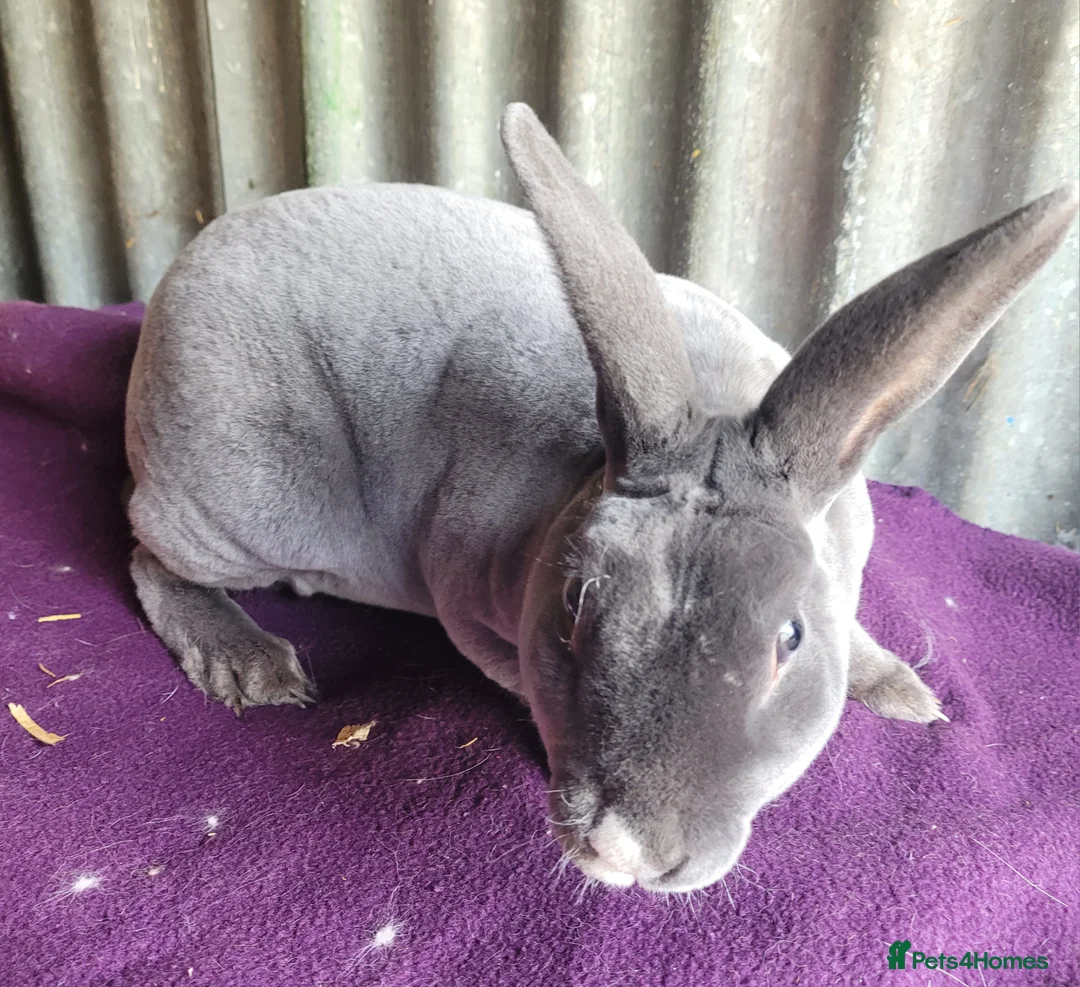 Rex rabbits for sale: 'Snip' blue MIni Rex x Standard Rex buck - Advert 1