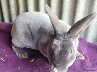 Rex rabbits 'Snip' blue MIni Rex x Standard Rex buck - Advert 1