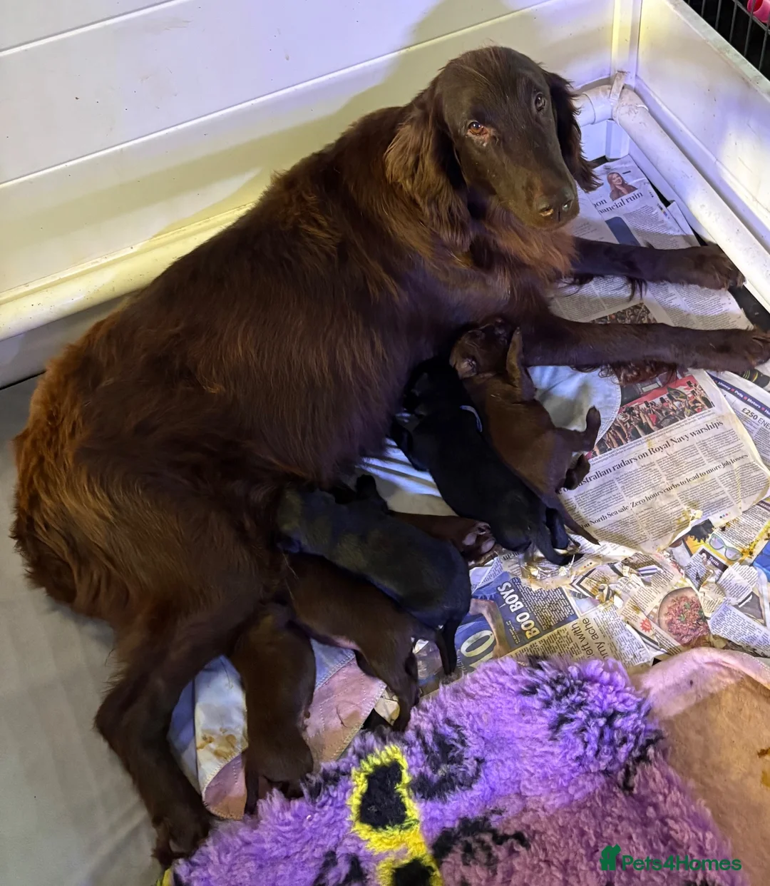 Flat coated Retriever dogs for sale: Bochilbarley Pumpkin Spice with Moontorn - Advert 1