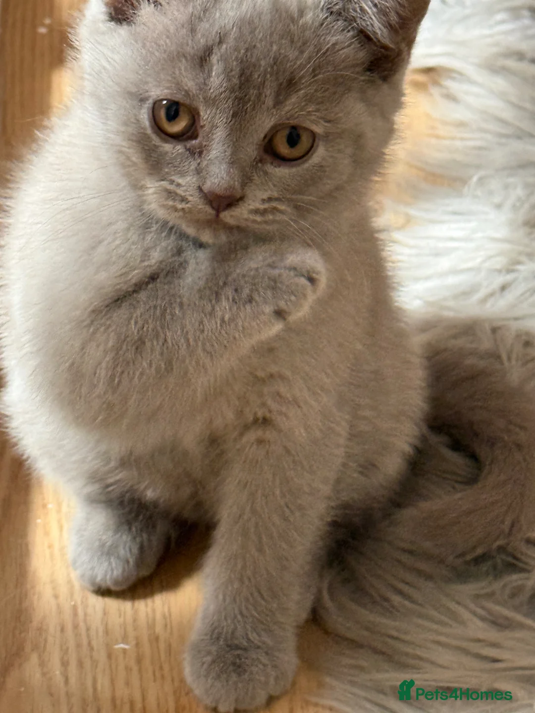 British Shorthair cats for sale: Lovely British Shorthair Kittens in High Wycombe - Advert 2