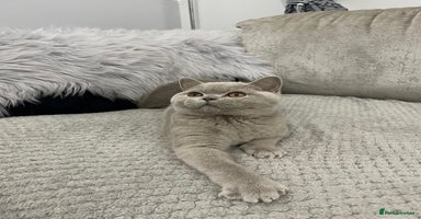 British Shorthair cats - Advert 11