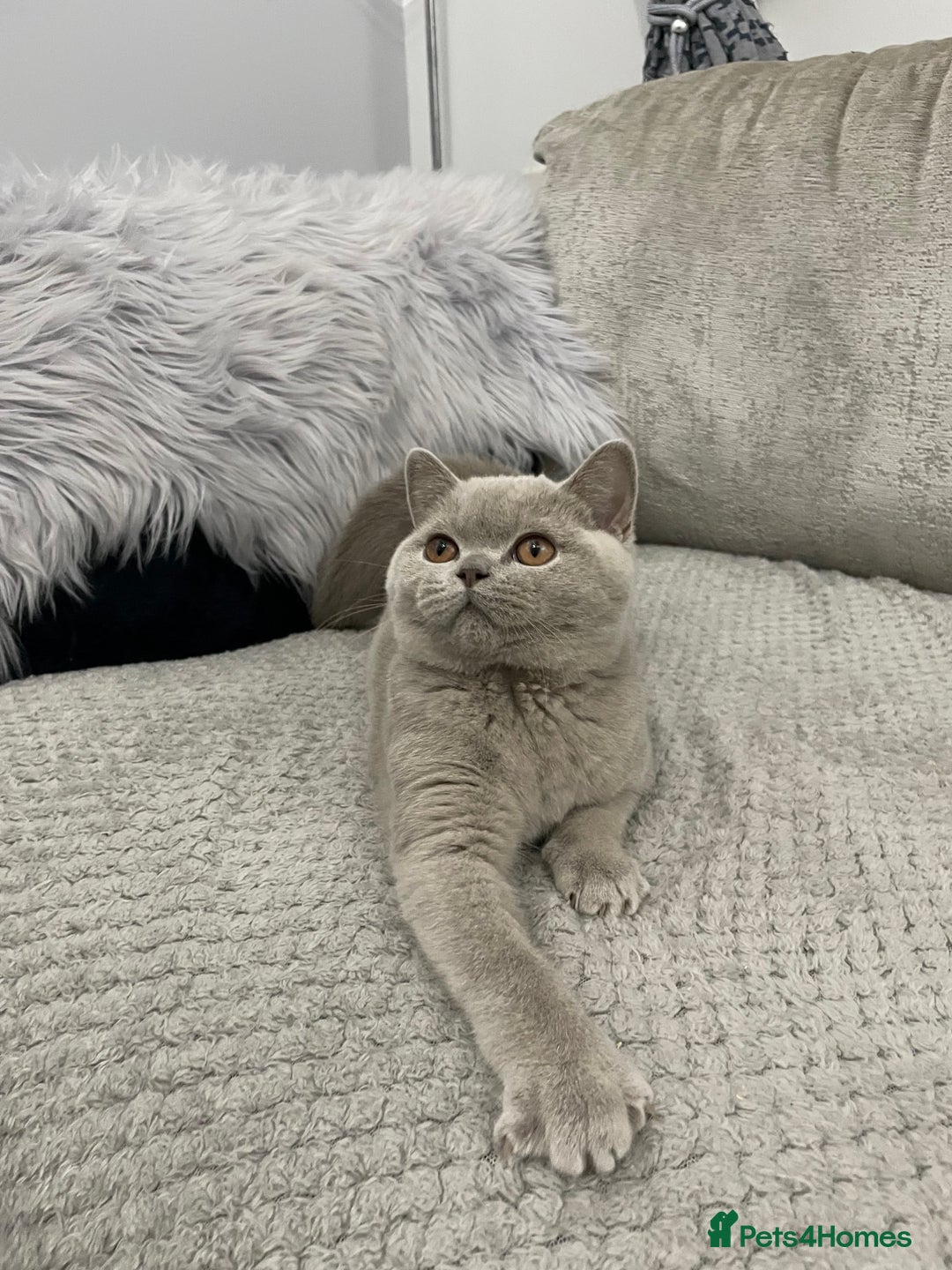 British Shorthair cats for sale: 🔥💗 LAST LILAC FEMALE KITTEN READY NOW 💗🔥 - Advert 2
