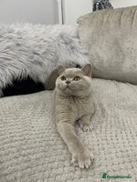 British Shorthair cats - Advert 4