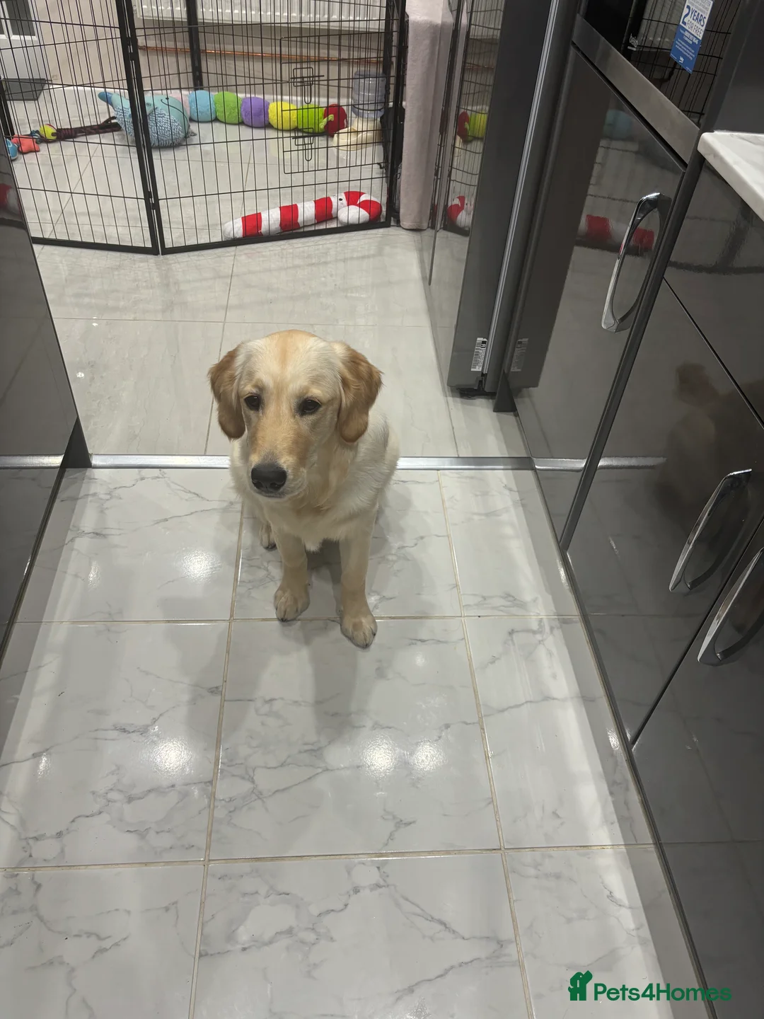 Golden Retriever dogs for sale: KC reg 7 months old Golden Retriever girl - Advert 4