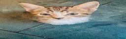 Mixed Breed cats for sale: Little Fluffs are looking for home - Advert 4