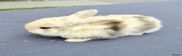 Mini Lop rabbits for sale: Mini Lop Bunnies - Advert 11