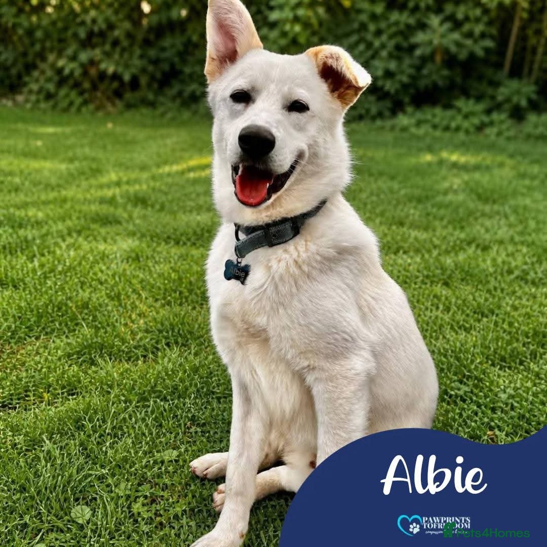 Mixed Breed dogs Meet Albie, currently residing in Kent  - Advert 4
