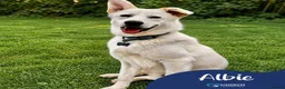 Mixed Breed dogs for adoption: Meet Albie, currently residing in Kent  in Birchington - Advert 1