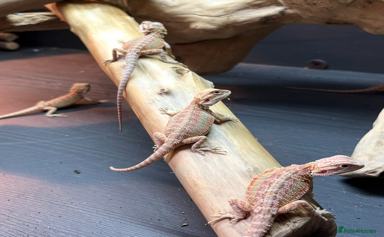 Bearded Dragon reptiles - Advert 17