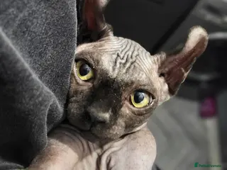 Sphynx cats Elf sphynx boy - Advert 18