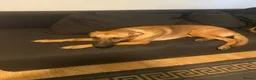 German Shepherd dogs for sale: German Shepherd in High Wycombe - Advert 3