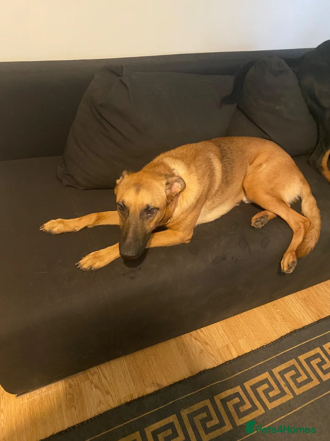 German Shepherd dogs for sale: German Shepherd in High Wycombe - Advert 3