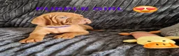 Hungarian Vizsla dogs for sale: READY TO LEAVE ,. 4 Beautiful girls left. - Advert 22
