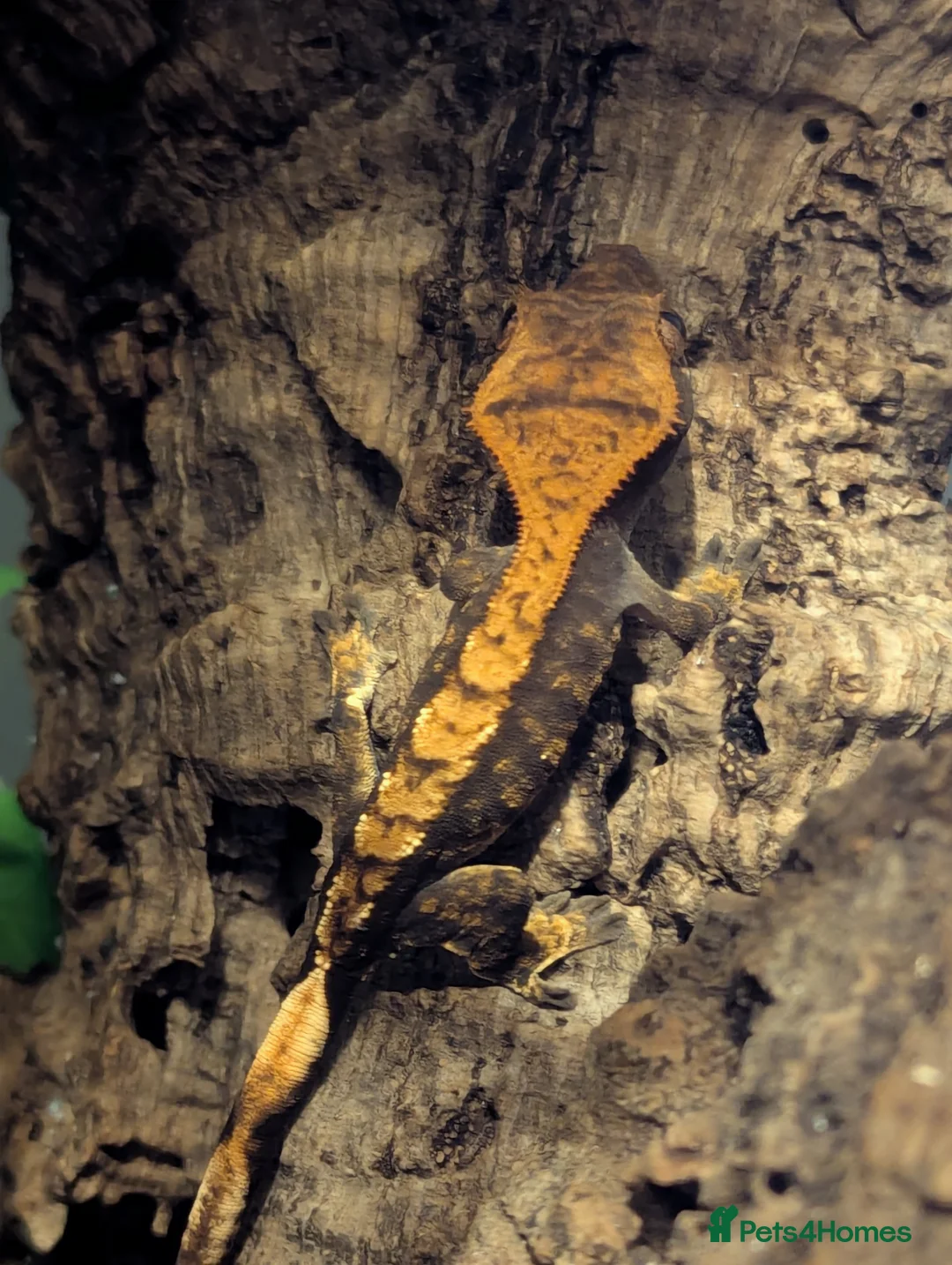 Gecko reptiles for sale: Crested gecko  in London - Advert 2
