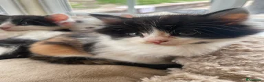 Beautiful black/tan/white kitten fluffy