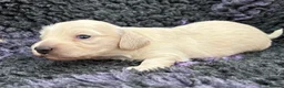 Dachshund dogs for sale:  Miniature Long Haired Dachshund puppies - Advert 10