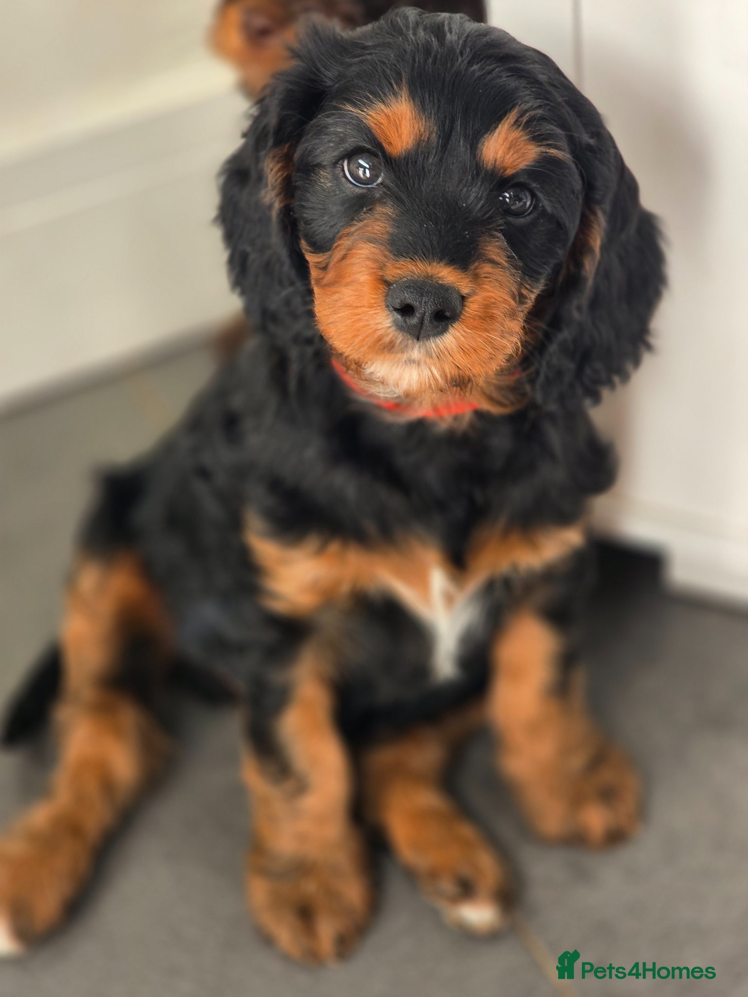 Cavapoo dogs Health tested Standard (cuddle) Cavapoos - Advert 15