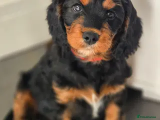 Cavapoo dogs Health tested Standard (cuddle) Cavapoos - Advert 15