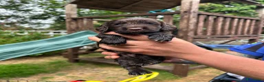 Sprocker 3