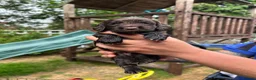 Sprocker dogs for sale: F1 sprockers in Haltwhistle - Advert 8