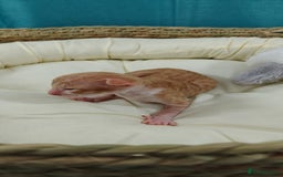 Cornish Rex cats for sale: Cornish Rex kittens available to reserve. - Image 13