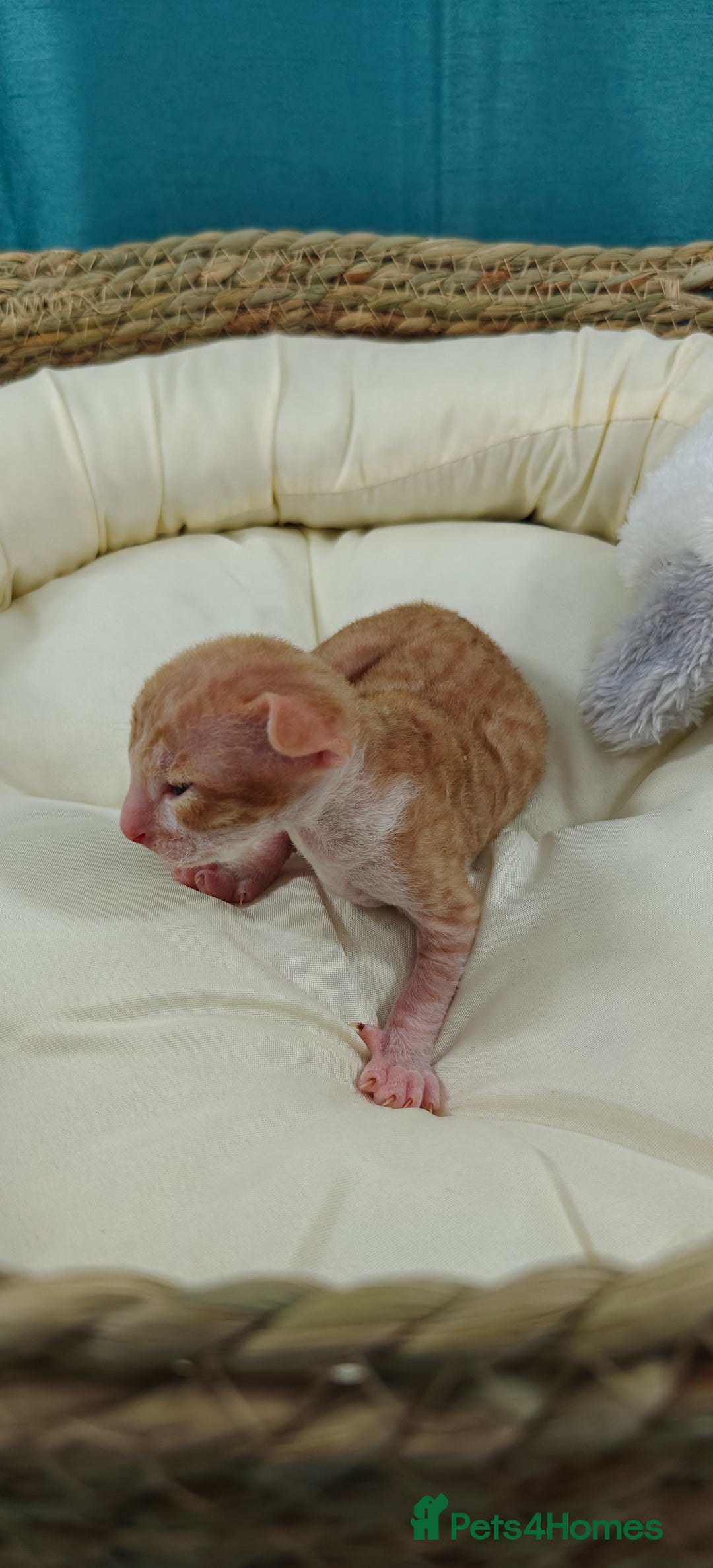 Cornish Rex cats for sale: Cornish Rex kittens available to reserve. - Image 13