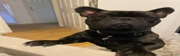 French Bulldog dogs for sale: Max - French Bulldog  in Oldham - Advert 6