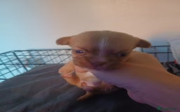Mixed Breed dogs for sale: Puppy's forsale - Image 1